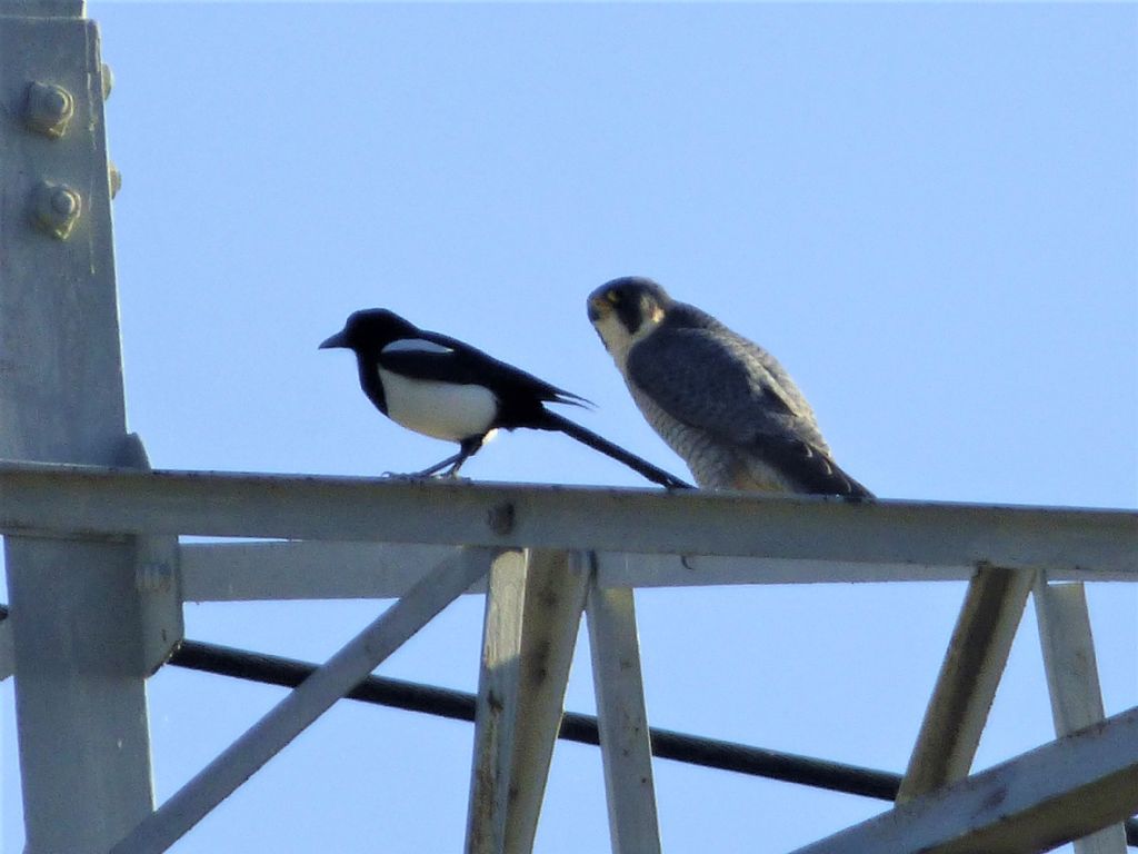 Falco pellegrino (Falco peregrinus)